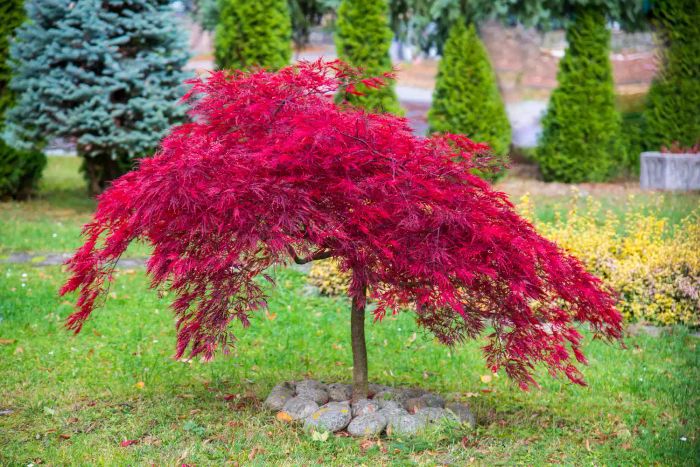 japanese maple tree