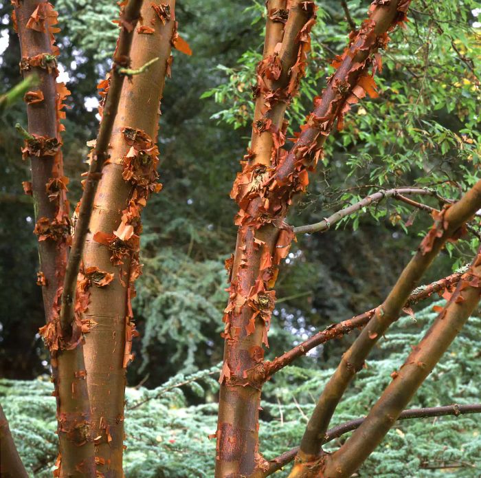 paperbark maple