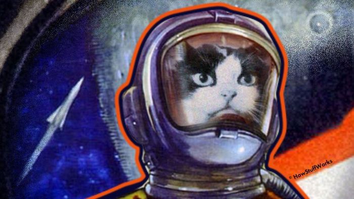 Félicette, the pioneering space cat