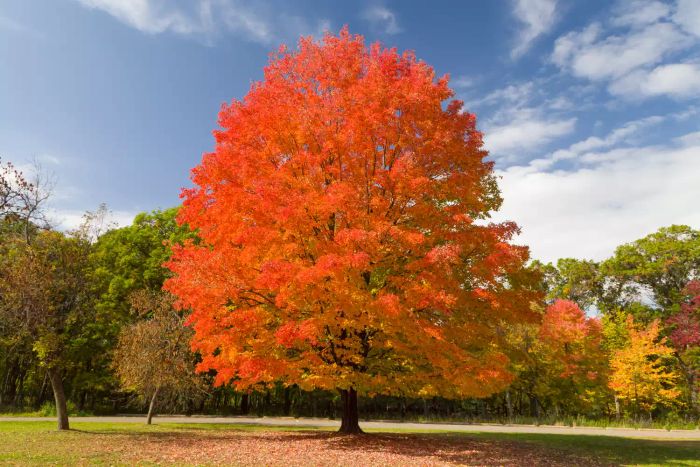 sugar maple tree