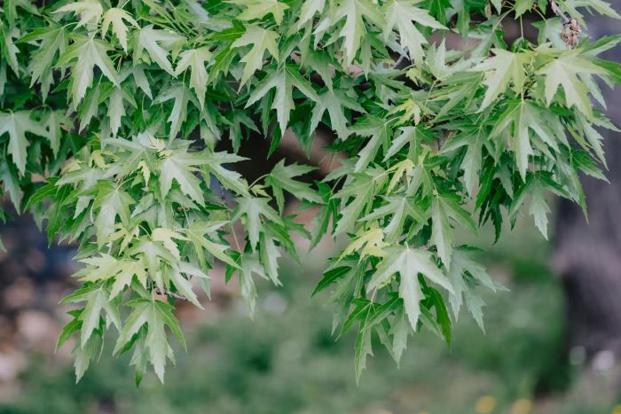 silver maple tree