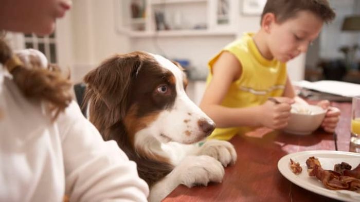 November 1st might be National Cook for Your Pets Day—though you might have forgotten, your pet certainly hasn't!