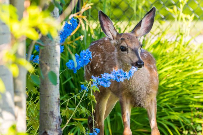 Deer in Your Garden: A Common Problem