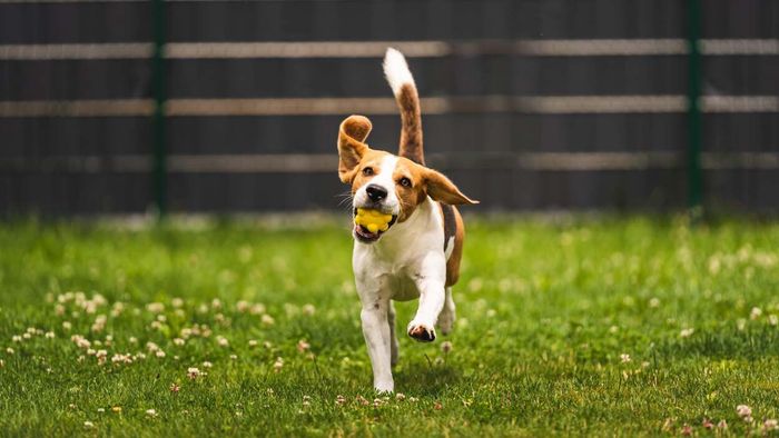 You Can Make Extra Income by Letting Dogs Play in Your Yard