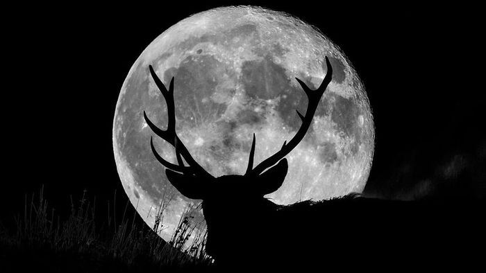 Known as the Buck Moon, this full moon marks the time when male deer begin to grow new antlers, signifying the season's change.