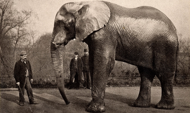 jumbo