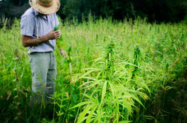 10-marijuana-plants_000059088924_Small