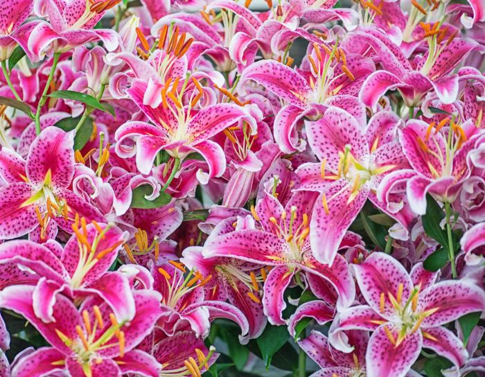 Stargazer lily