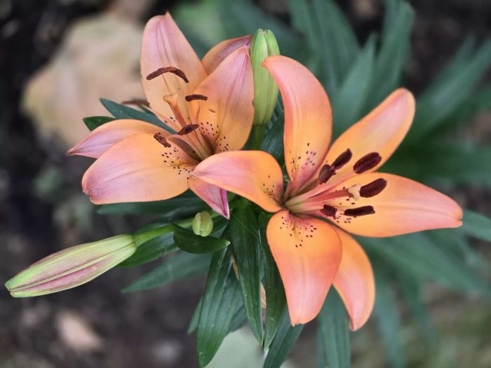 Close-up image of a beautiful Asiatic lily flower in soft peach tones.