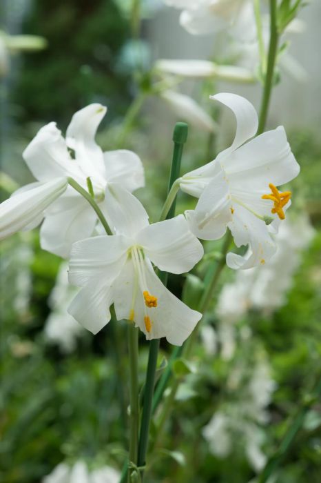 Madonna lily