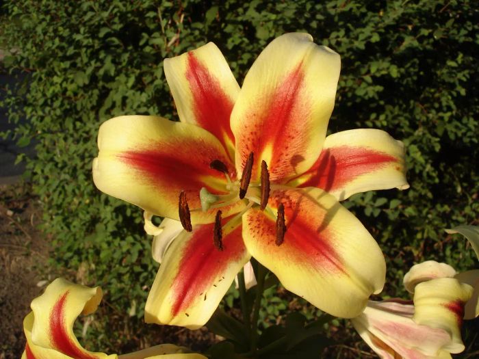 Orienpet hybrids lily 'Montego Bay' with yellow-pink flowers and red-wine smears