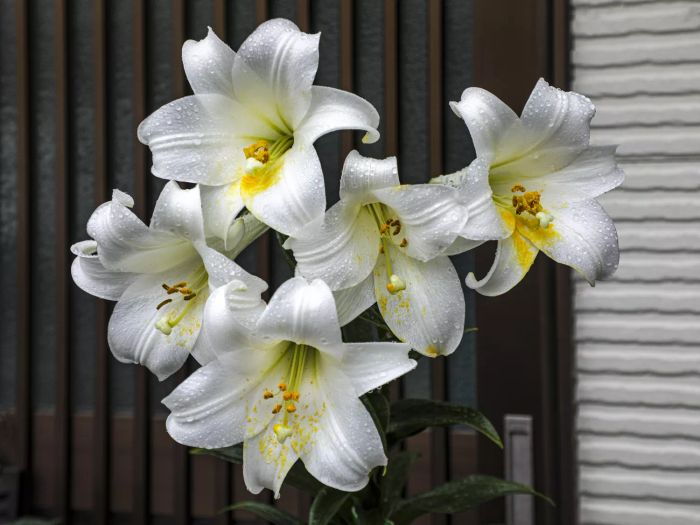 The White Easter Lily