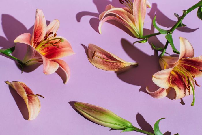 A composition of lilies set against a purple backdrop