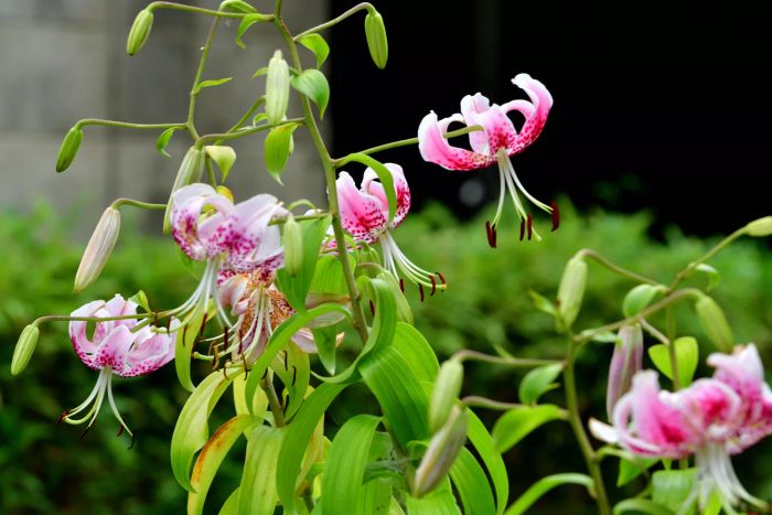 A Beautiful Pink Japanese Lily