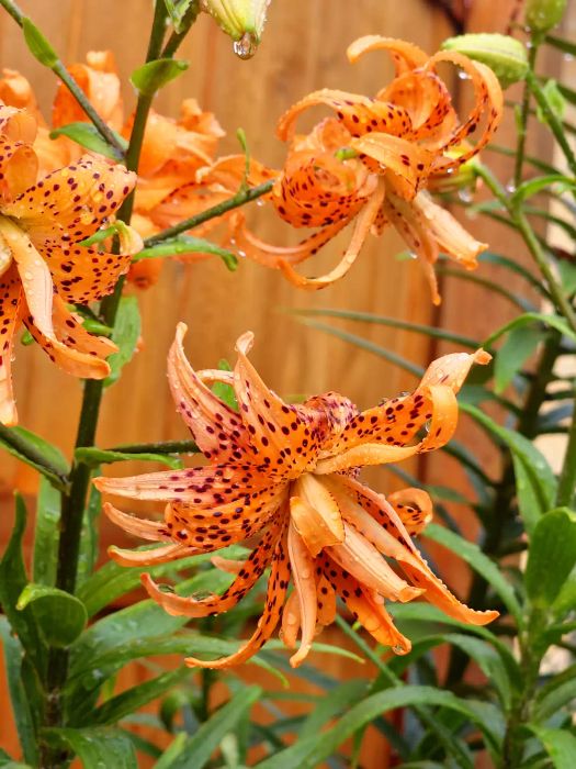 Tiger lily