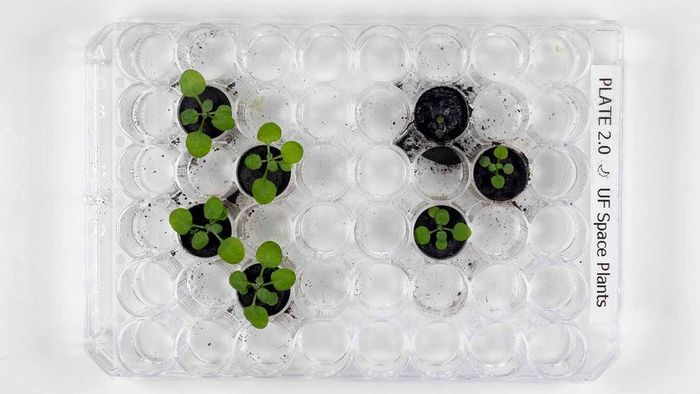 Plants from the moon