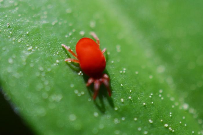 (Bryobia praetiosa) The clover mite measures between 0.75 and 0.85 mm and is recognized by its red hue. These arachnids feed on a variety of plants, including grasses, flowers, clover, dandelions, daffodils, and strawberries. An interesting fact about this species is its ability to reproduce parthenogenetically, meaning its eggs do not require fertilization.
