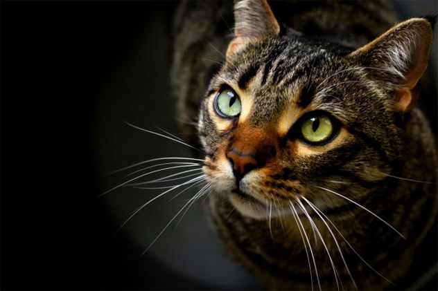 1- Cat's Eyes