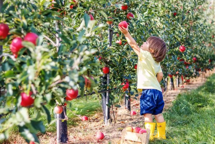 Child picking apple off fruit tree