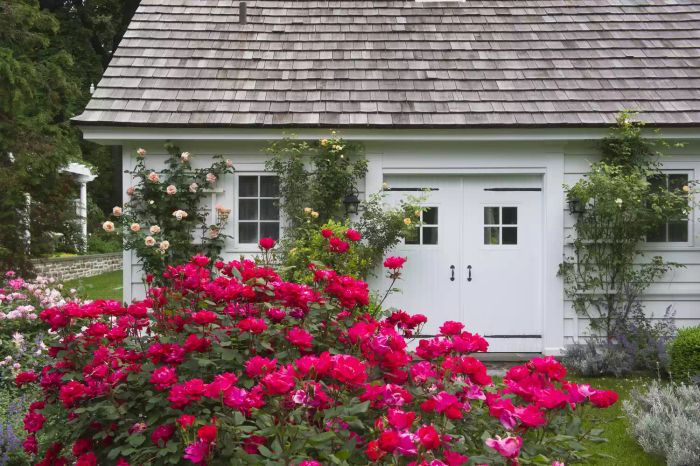 Flower push and climbing roses