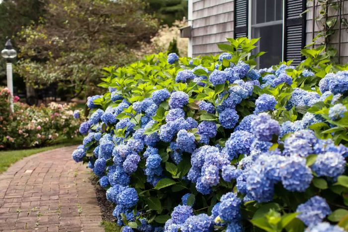Purple hydrangea bush