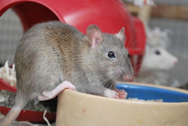 rats