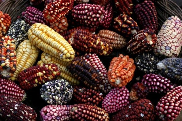 Corn