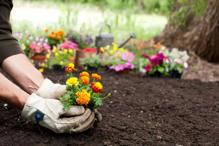 A gardener planting vibrant marigold flowers in the garden