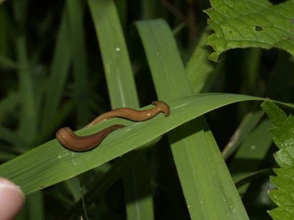 Planarian02
