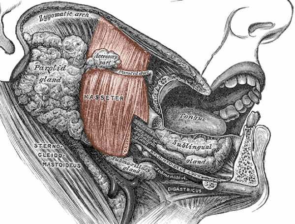 1024-Masseter Muscle
