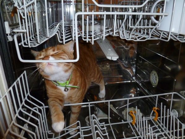 Dishwasher Cat