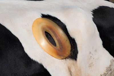 800Px-Cow Disc 5201
