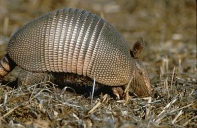 Armadillo