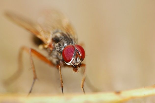 Fly Macro