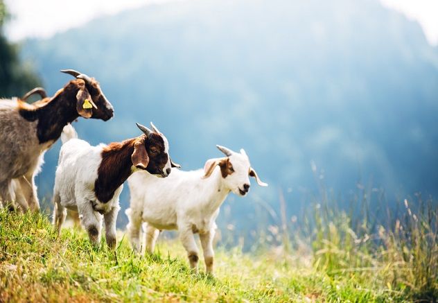 iStock_000071868787_Small