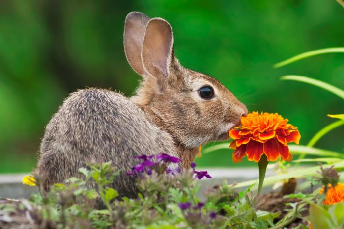 rabbit in the garden