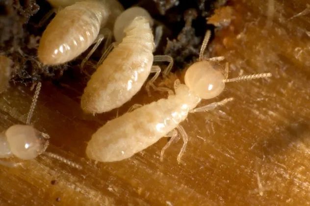 Termites, a highly destructive type of cockroach, are notorious for their habit of feasting on plant material. Their preferred target is often the wood in the structures of our homes, causing billions in property damage annually worldwide.