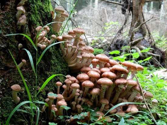 Jcs Armillaria Ostoyae 13060