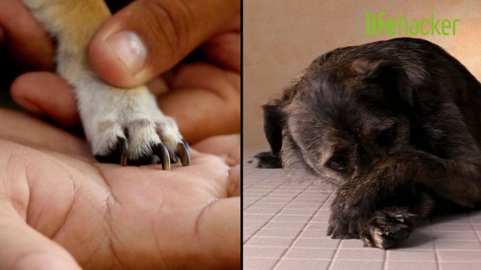 Tips on Safely Trimming Your Dog's Nails