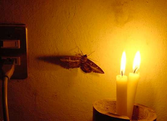 Moth-Flame