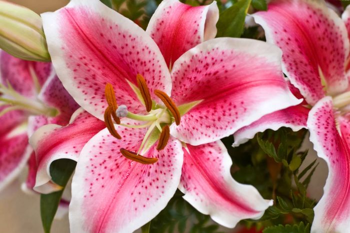 A close-up view of Stargazer lily blossoms.