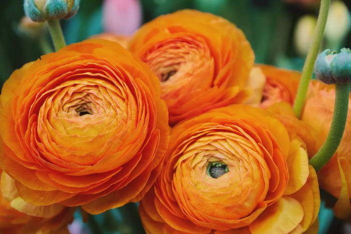 Vibrant orange ranunculus blooms