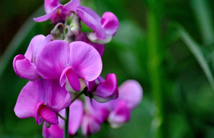 Stunningly vibrant Sweet Pea blossoms