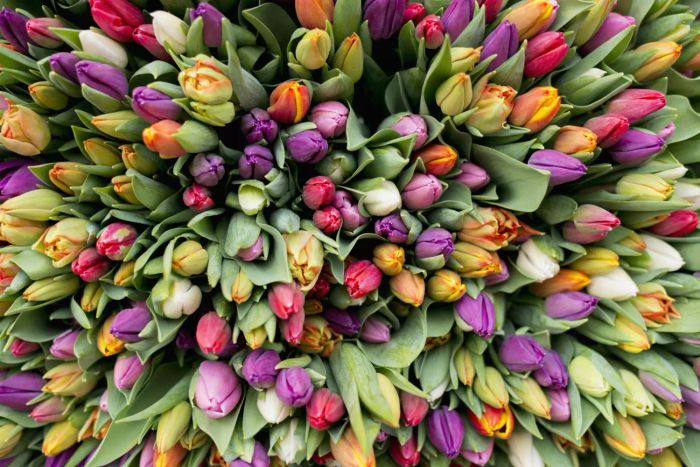 Tulip blooms