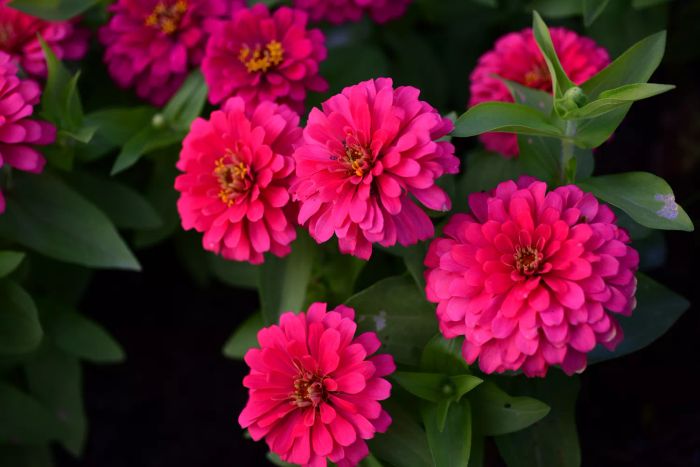 Zinnia, scientifically known as Zinnia elegans,