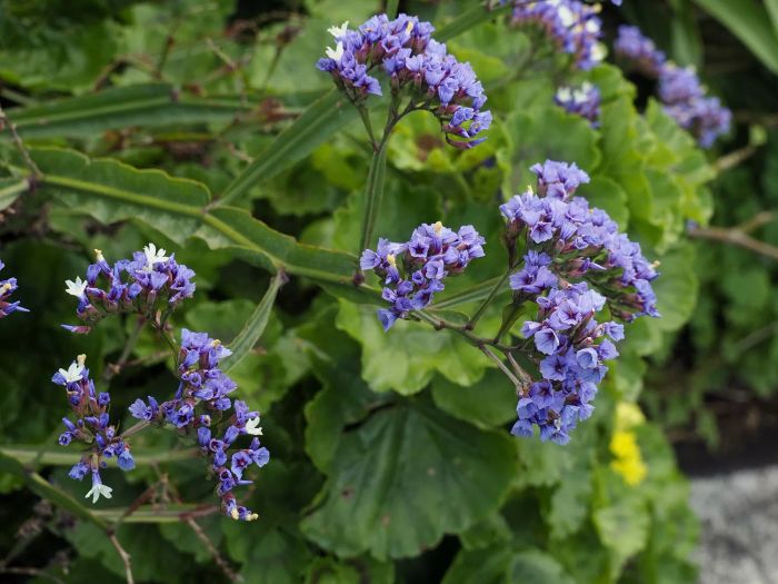 Statice flower