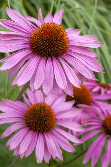 The pink coneflower variety
