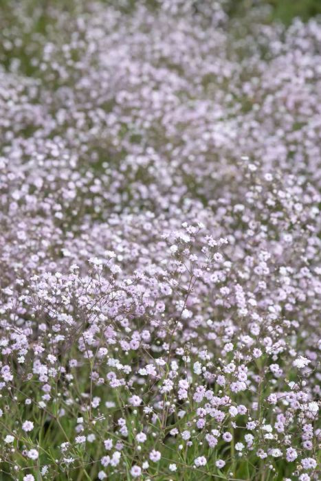 A vibrant display of pink baby's breath blooming in a garden