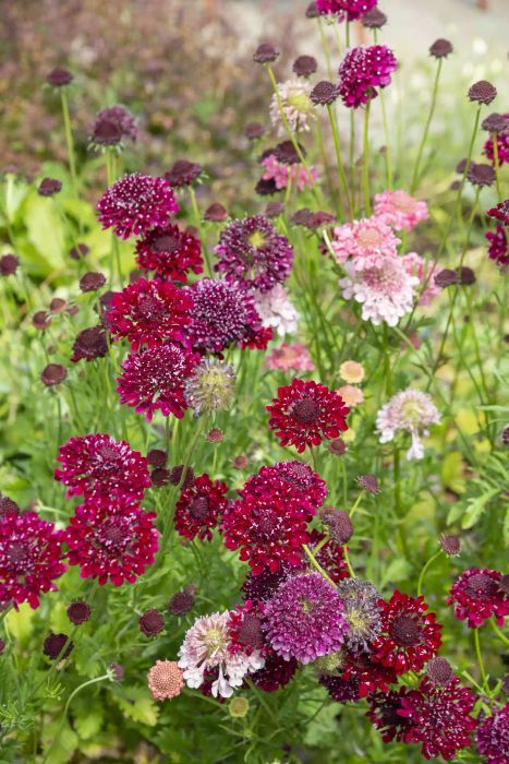 Scabiosa, also known as the Pincushion Flower