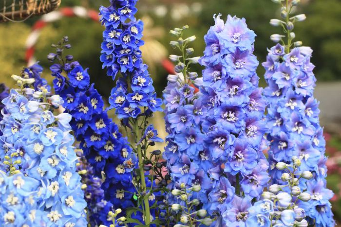 Delphinium, also known as Candle Delphinium, English Larkspur, or Tall Larkspur, is a stunning plant often admired for its tall, elegant blooms.